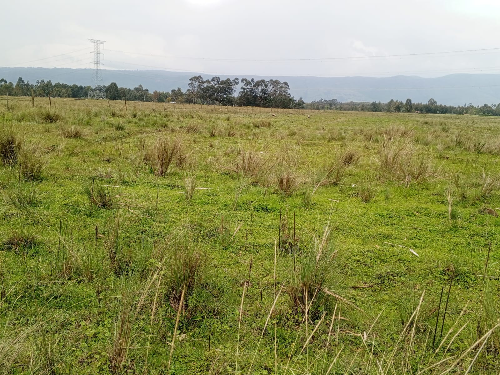 Image 2 of PRIME LAND FOR SALE IN NDEMI SCHEME