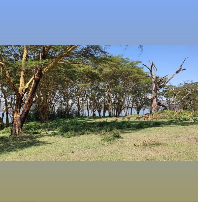 Image 2 of HOTEL RESORT & CONSERVANCY FOR SALE IN NAIVASHA