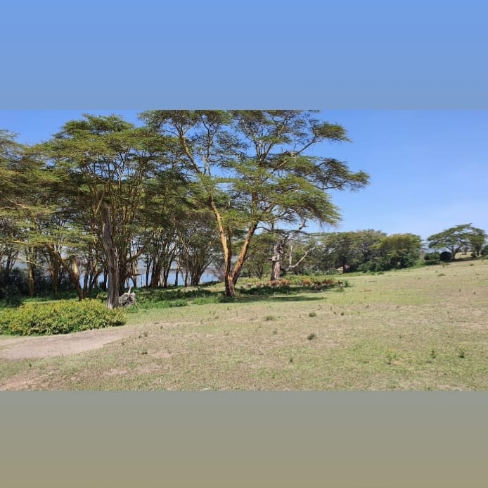 Image 4 of HOTEL RESORT & CONSERVANCY FOR SALE IN NAIVASHA